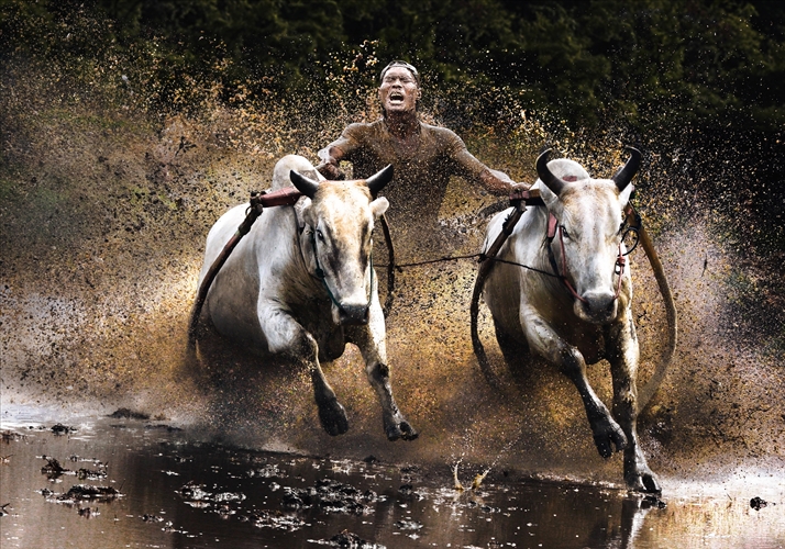 Action-Open-Winner-Chan-Kwok-Hung-Buffalo-Race