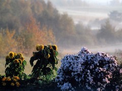 Egļevas noskaņas. A.Bondarenko foto Egļevas noskaņas. A.Bondarenko foto