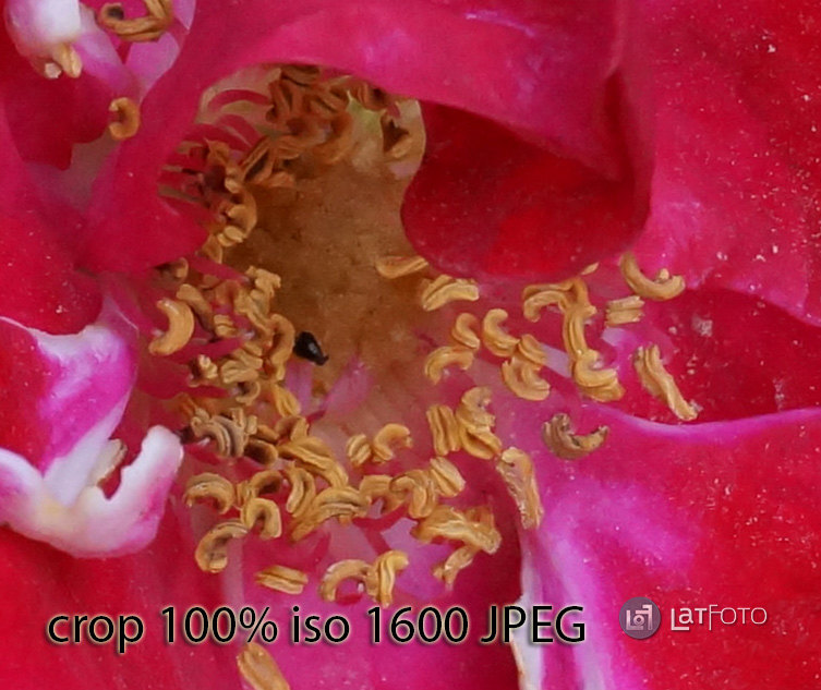 Sony NEX-6 iso 1600 JPEG 100% crop