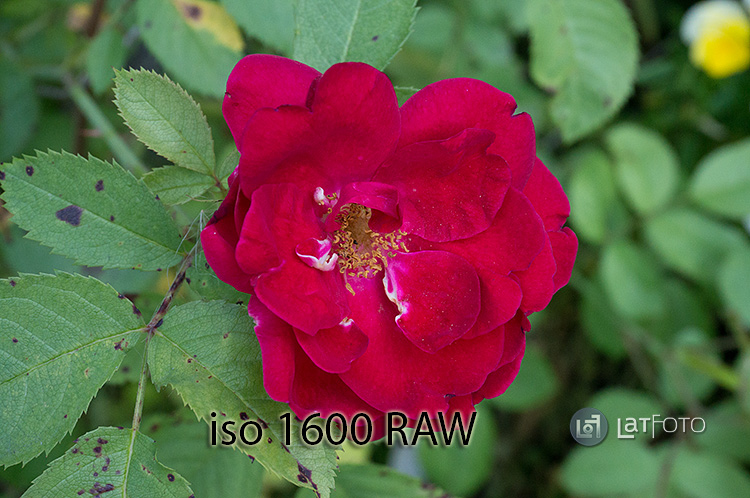 Sony NEX-6 iso 1600 raw