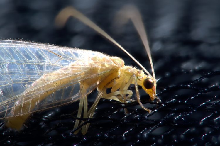 Common Green Lacewing